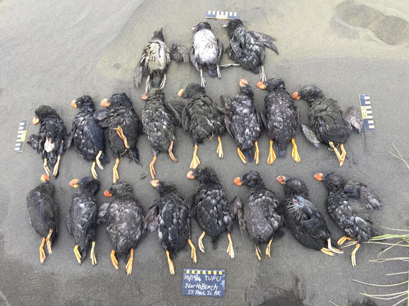 Here are 19 tufted puffins found on the Pribilof Islands, Alaska, on October 19, 2016. :(